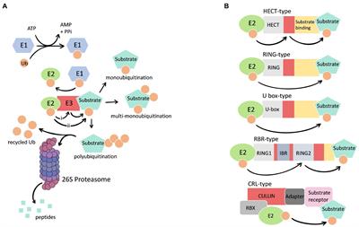 The Ubiquitin Proteasome System and Nutrient Stress Response